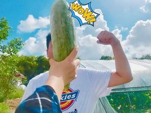 免费的网红吃瓜,揭秘娱乐圈幕后真相